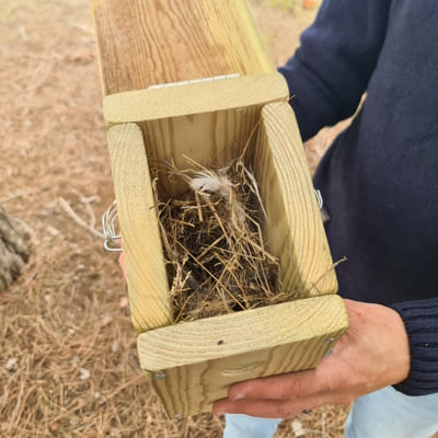 caseta niu d'ocells feta de fusta tractada per a l'exterior de fàcil manteniment