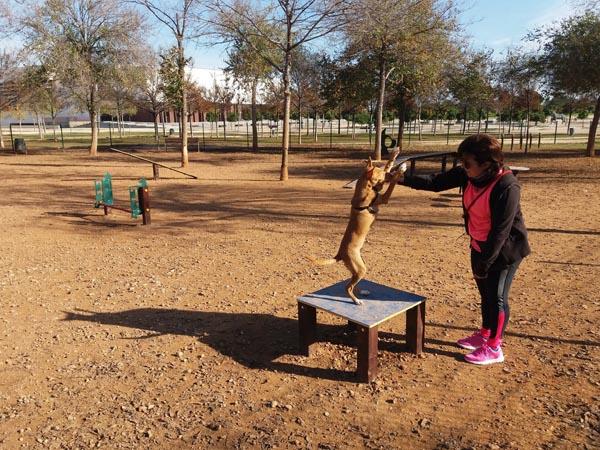 Jogo canino agility mesa