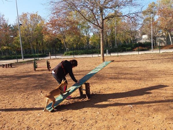 Jogo canino agility Balanço