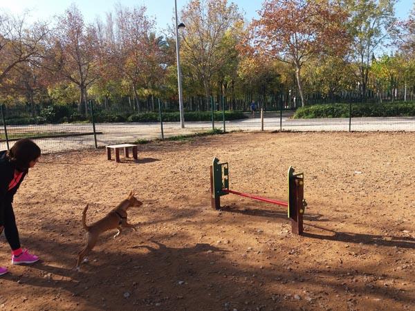 Juego canino ALTURA