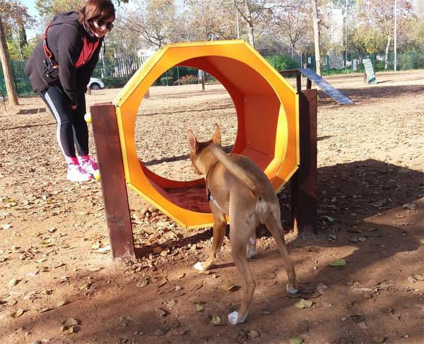 Jogo canino agility tunnel