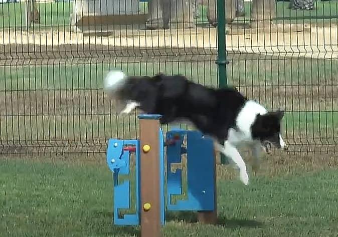 joc caní agility alçada