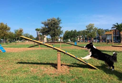 Jogo canino agility Balanço