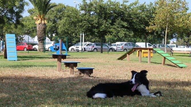 Jogo canino agility passadiço