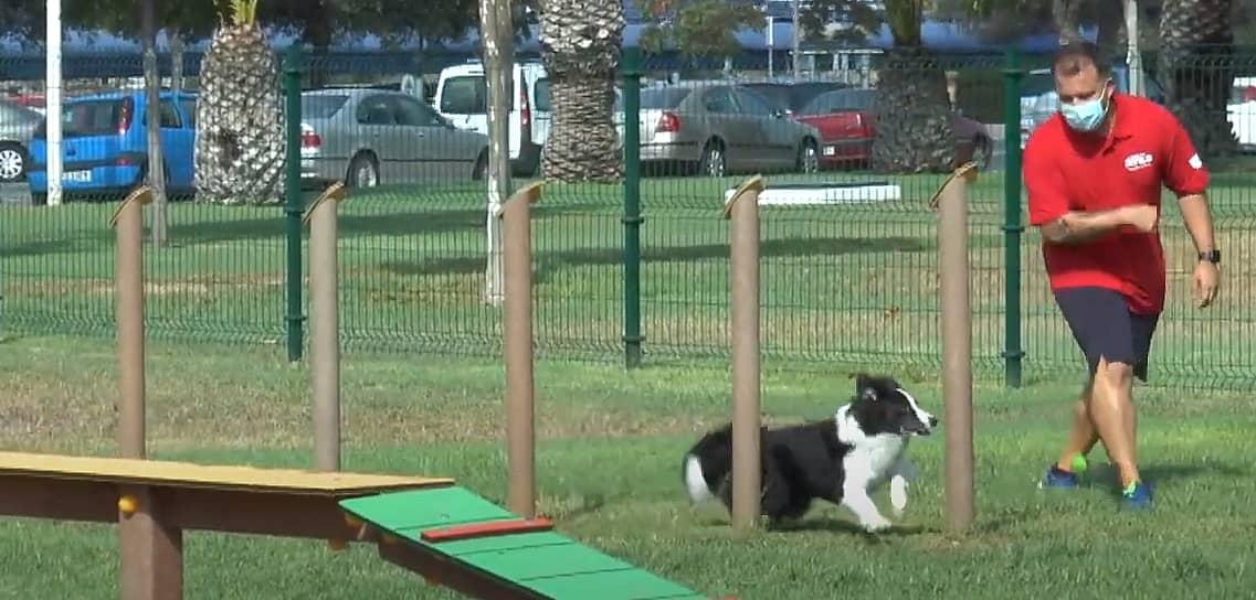 Juego canino agility slalom